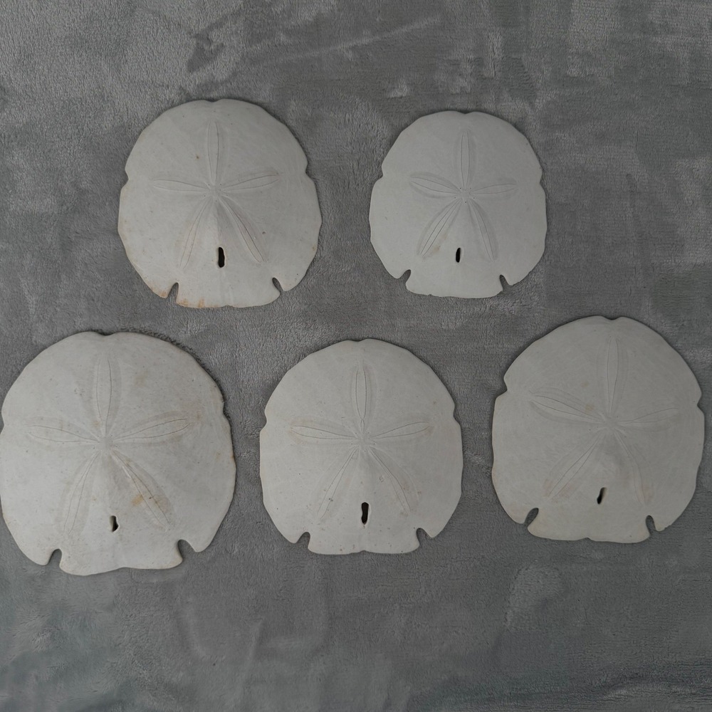 Set of 5 Natural Sand Dollars Beach Decor Coastal Crafts 4-6 Inch White Shells